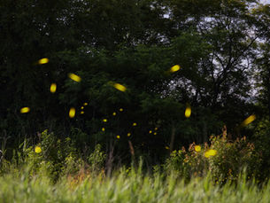 Lost in the Glow: Light Pollution and its Impacts