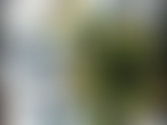 Whitehead’s Blueberry Farm