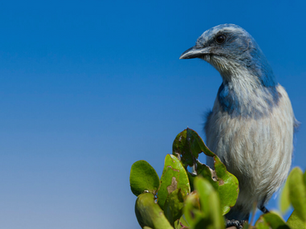 Teamwork in the Scrub: The Remarkable Florida Scrub Jay