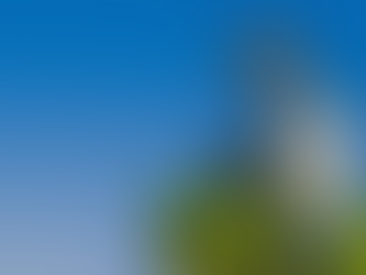 Teamwork in the Scrub: The Remarkable Florida Scrub Jay