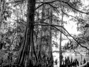 Conservation of The Everglades Headwaters is Priority