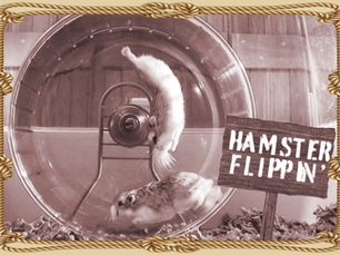 HAMSTER RODEO