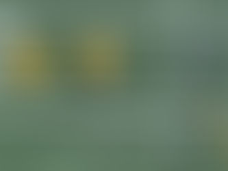 Let’s Play Shuffleboard!