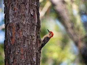Building a Bird-Friendly Polk County: Tips for Cavity-Nester Conservation