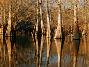 Cypress Trees: A Conduit of Culture and History