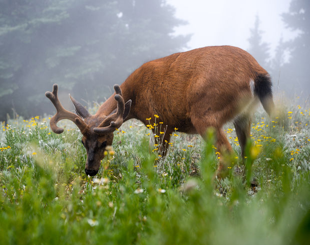 TGB_1133 - Stag • Olympic National Park, WA.jpg