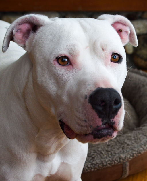 P3204910 - Xena • June Lake, CA.jpg