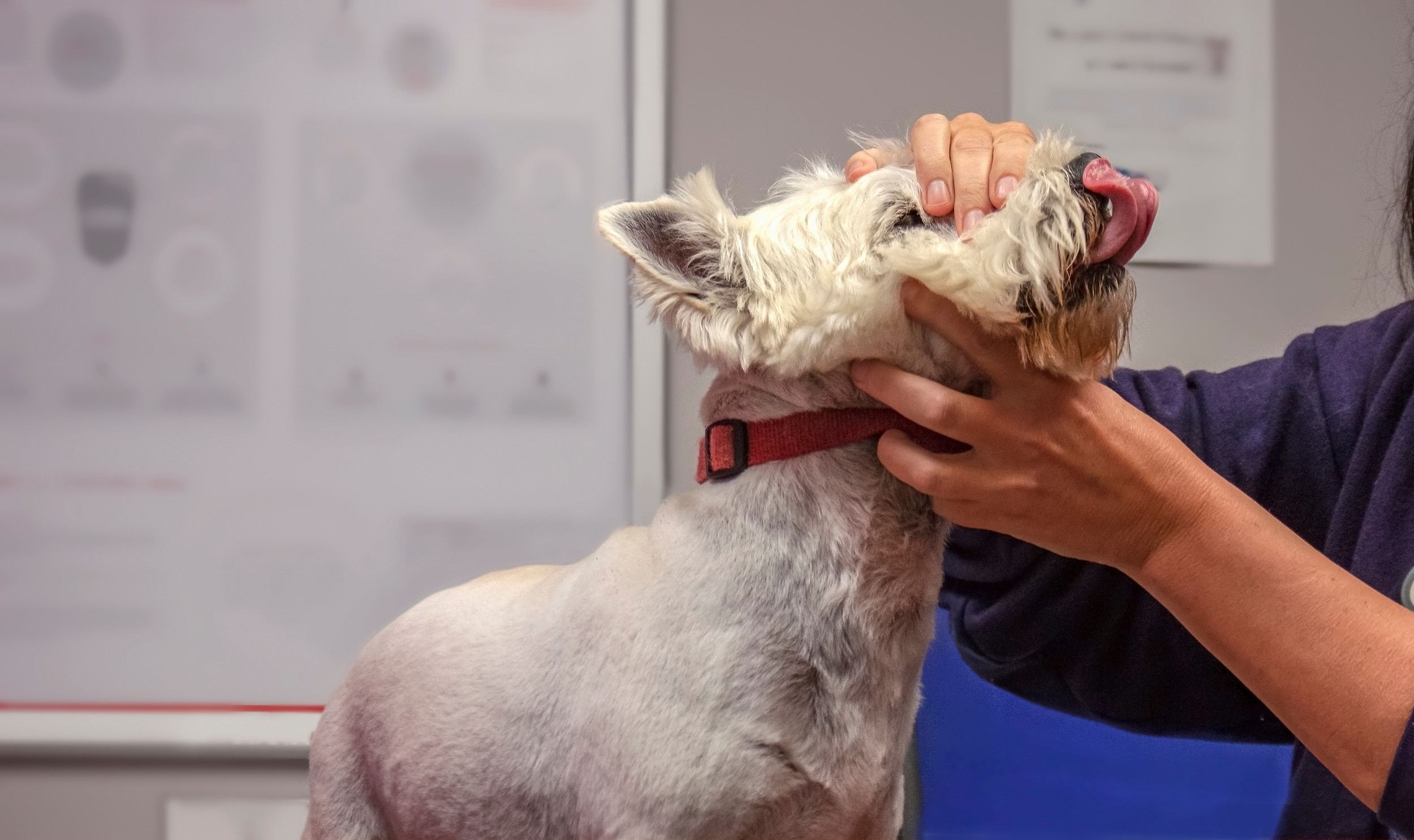 Understanding Addison's Disease in Pets: A Guide for Pet Owners