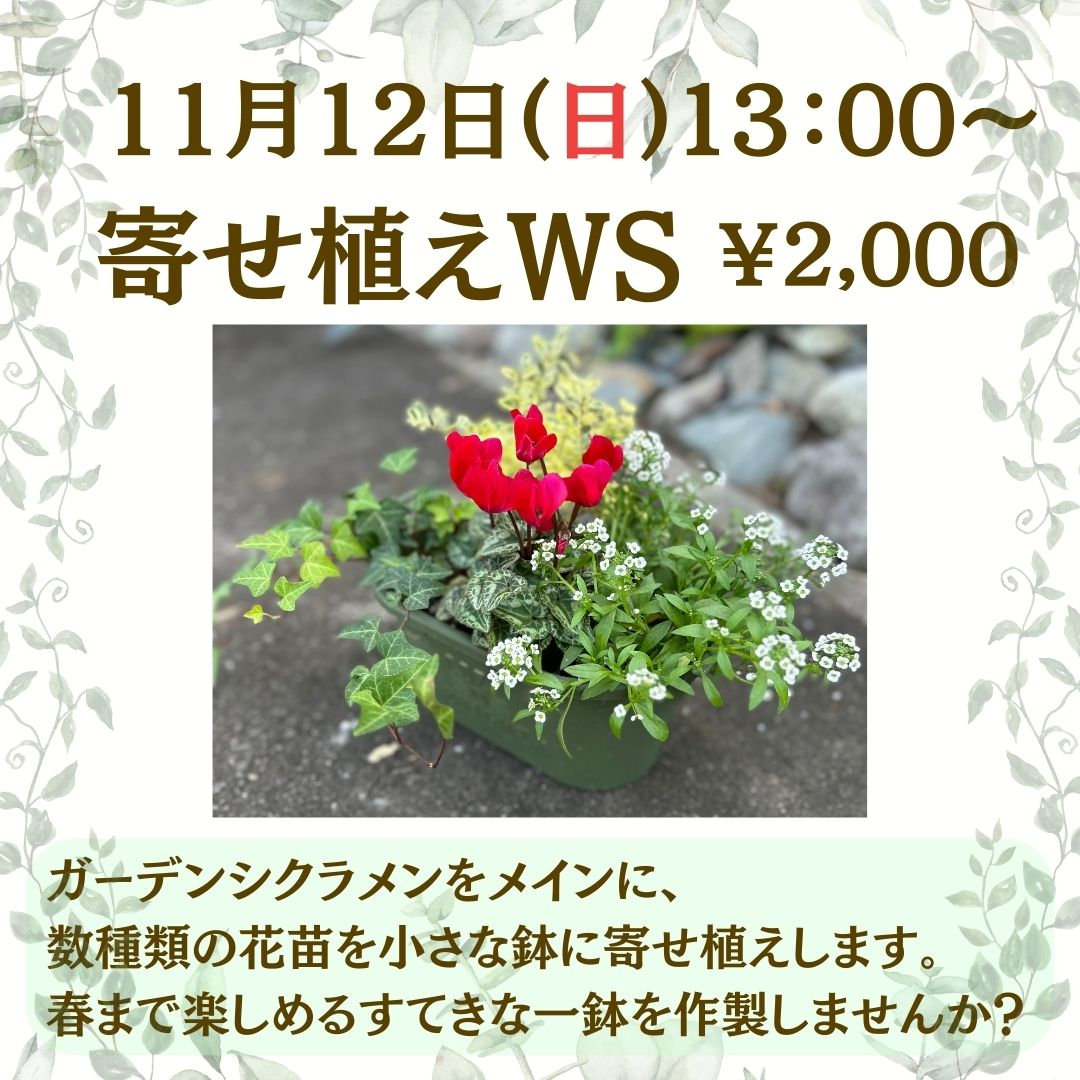 【WS】お花の寄せ植えワークショップの写真(宮崎県宮崎市)