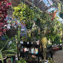 宮崎で人気の観葉植物販売