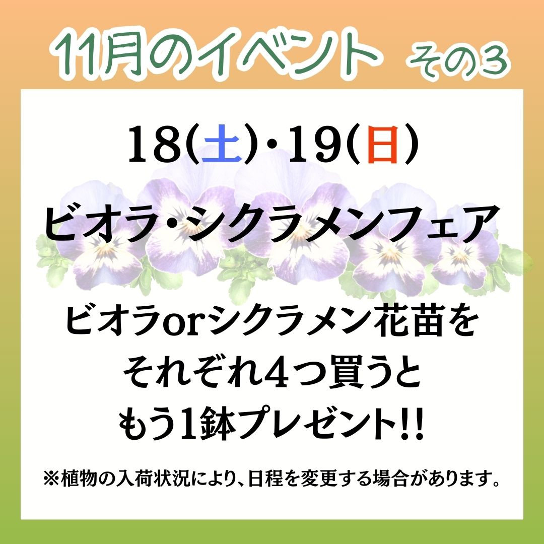 【1鉢プレゼント!】ビオラ・シクラメンフェアの写真(宮崎県宮崎市)