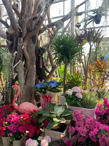 宮崎で人気の観葉植物販売