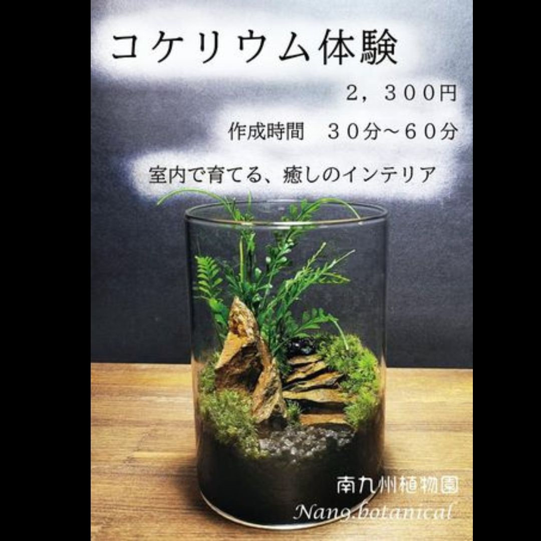 苔リウム ワークショップの写真(宮崎県宮崎市)