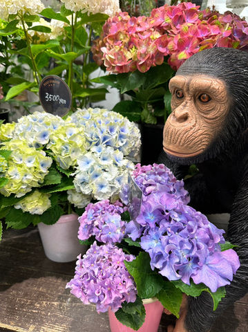 宮崎で人気の観葉植物販売