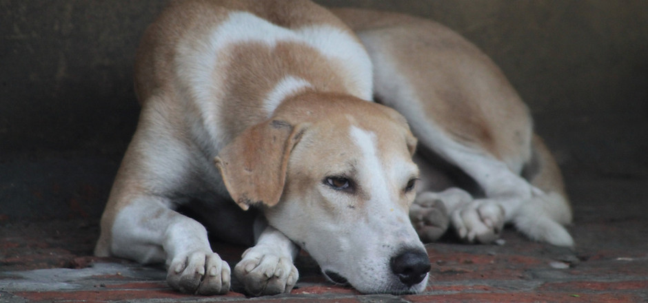 Lazy dog