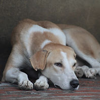 Lazy Dog