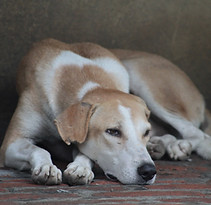 Lazy Dog