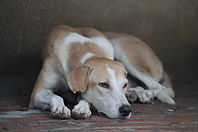 Lazy Dog