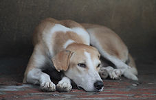 Fauler Hund