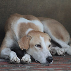 What Happens to the Family Pet in a Divorce?