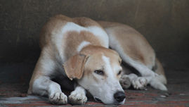 Confinement Training