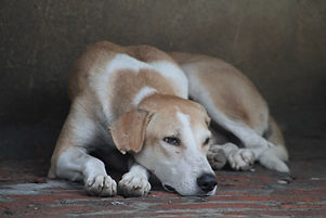 Lazy Dog