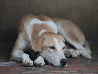 brown and white dog lying down relaxing