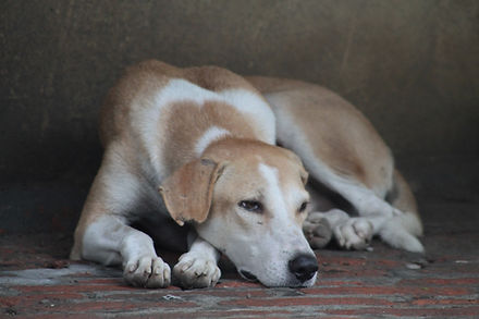 Lazy Dog