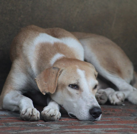 Lazy Dog