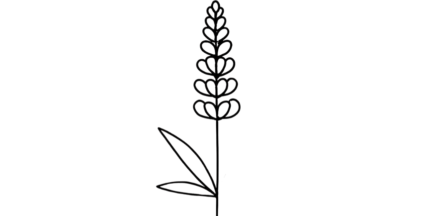 Lupine Flower.png