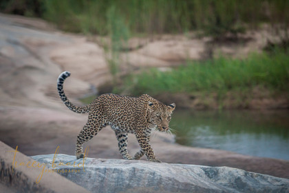 kruger sneakpeek-5.jpg