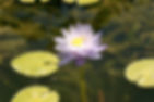 IMG00009.jpg