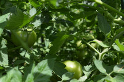 Lost in a Forest of Tomatoes