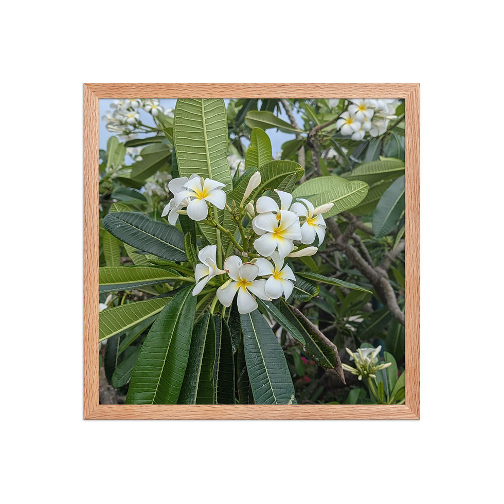 Thumbnail: Plumeria in the Bahamas 