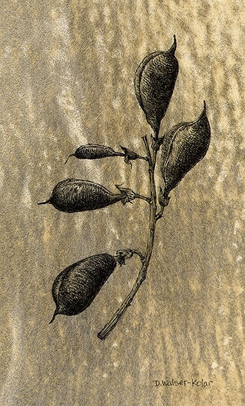 False-Indigo-Pods-100-dpi.jpg