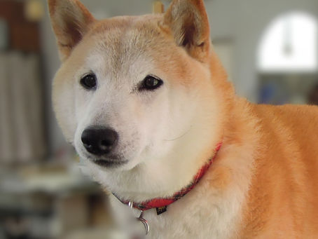 13年前のまめ太