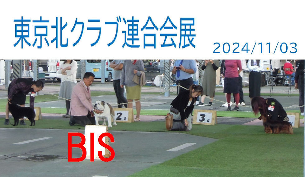 JKC東京北クラブ連合会展＃ドッグショー＃BIS