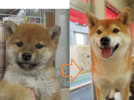 アンズちゃん3才