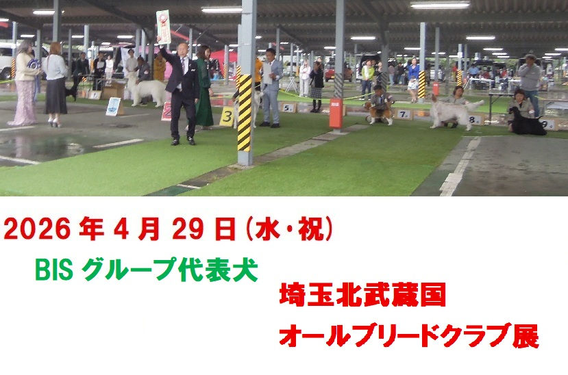 ドッグショー