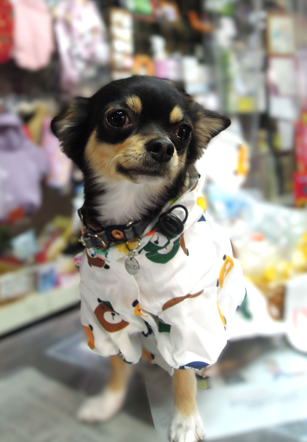 ちくわ君が年末トリミング