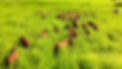 Rebanho PO.PNG