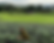 Tata Harper Skincare is made at an organic farm in Vermont