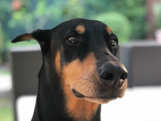 Anti-Aging Supplements for Dogs