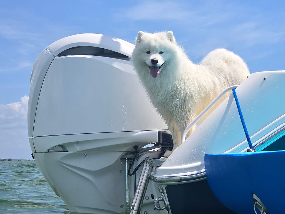 Ridley, our female Samoyed, looking out beside the outboard motor on our boat