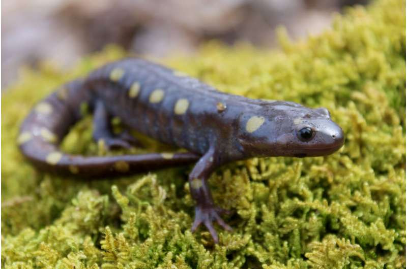 Spotted salamanders are a widespread species in the eastern United States that return to temporary ponds in the spring to breed. Photo: Sean Giery, Penn State