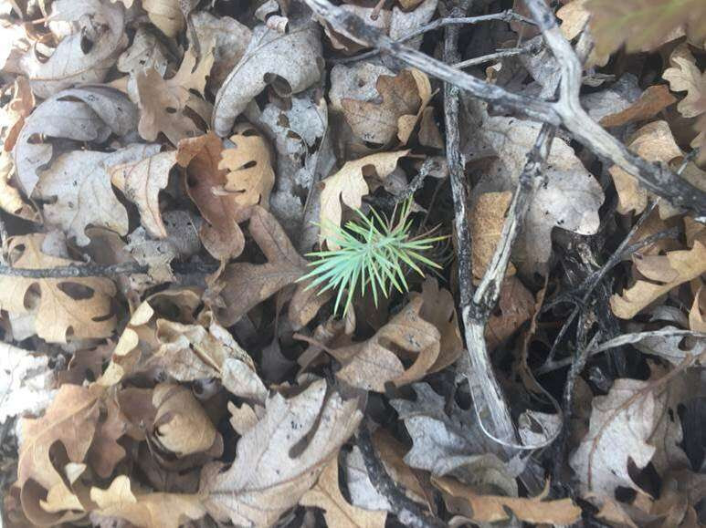 Pinyon pine seedlings are taken into account during the vegetation survey. Photo: Sarah Thurmondt