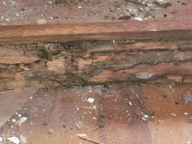 木部の劣化や腐朽の状態が見られる、大府市・名古屋市周辺の木造住宅の調査写真