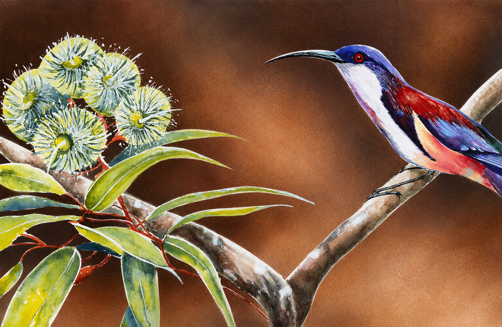 Eastern Spinebill & Eucalyptus Blossoms