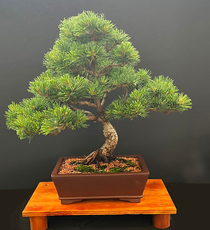 I_2nd place White Pine.jpg