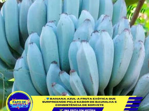 🍌💙 BANANA AZUL: